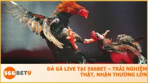 Đá Gà Live 566BET – Hướng dẫn chơi & mẹo thắng dễ