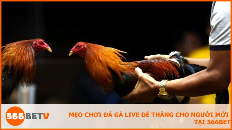 Áp dụng mẹo quan sát, chọn thời điểm và quản lý vốn để tăng cơ hội thắng