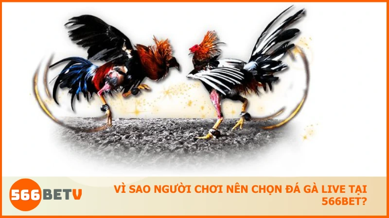 Trải nghiệm Đá Gà Live chất lượng cao, rõ nét và công bằng tại 566BET