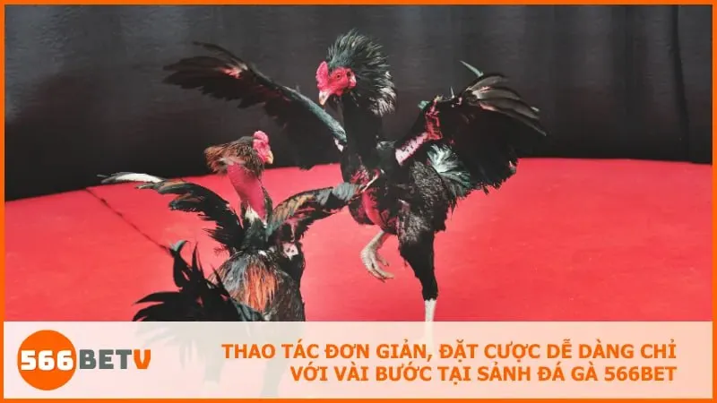 Thao tác đơn giản, đặt cược dễ dàng chỉ với vài bước tại sảnh đá gà 566BET