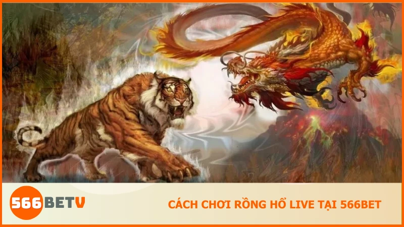 Vài thao tác để chơi Rồng Hổ Live tại 566BET